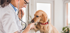 Pet disease