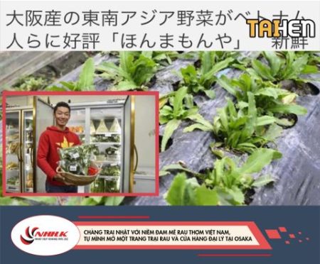 CHÀNG TRAI NHẬT VỚI NIỀM ĐAM MÊ RAU THƠM VIỆT NAM, TỰ MÌNH MỞ MỘT TRANG TRẠI RAU VÀ CỬA HÀNG ĐẠI LÝ TẠI OSAKA