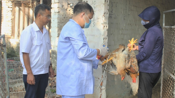 Chủ động phòng, chống bệnh truyền nhiễm nguy hiểm trên đàn vật nuôi