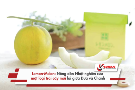 DƯA CHANH – GIỐNG CÂY TRỒNG MỚI Ở THÀNH PHỐ FURANO, HOKKAIDO